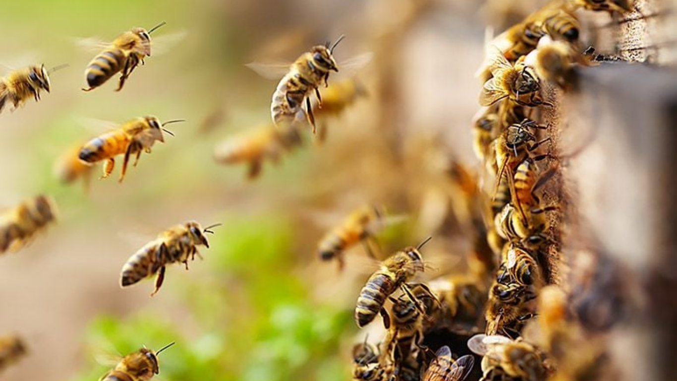Οι μέλισσες της Λεμεσού σε κίνδυνο!