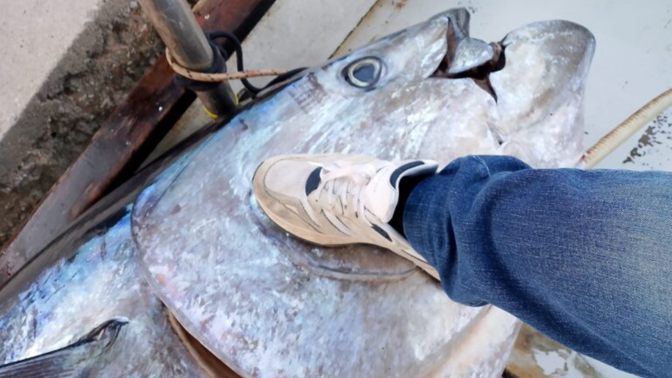 Πρωτοφανείς εικόνες στον Αστακό – Έπιασαν ψάρι 485 κιλών! (ΕΙΚΟΝΕΣ-ΒΙΝΤΕΟ)