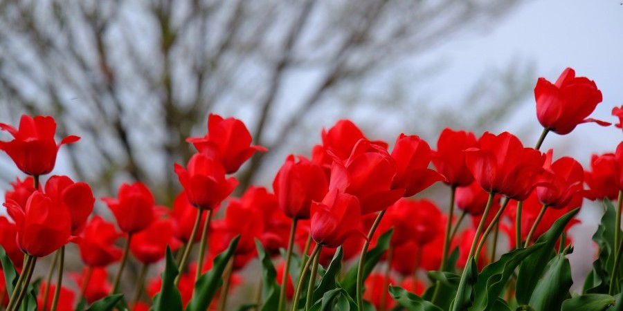 Защитите кипрский тюльпан (Tulipa cypria)